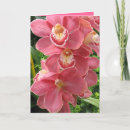 Search for salmon cards Pink