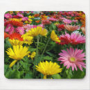 Search for yellow gerbera daisy electronics Flower