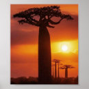 Search for baobab posters Tree