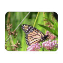 Search for monarchs magnets Flower