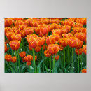 Search for tulipa posters Tulips