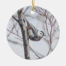 Search for white breasted nuthatch Nuthatches