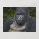 Search for species postcards Ape