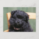 Search for spitz dog postcards Black
