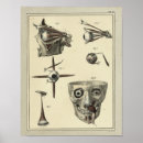 Search for eye muscles Human