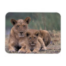 Search for delta magnets Animal