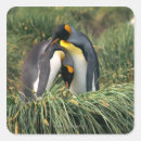 Search for two penguins stickers Cute animals