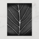 Search for white leaf postcards Nature photography