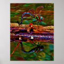 Search for damselfly art posters Animal
