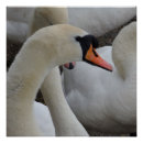 Search for white swan posters Nature