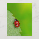 Search for lady bug postcards Insect