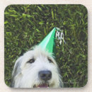 Search for breeds coasters Collie