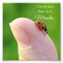Search for ladybug quotes Insect