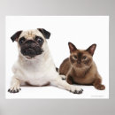 Search for pugs photography Cats