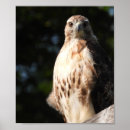Search for red tailed hawk posters Hawks