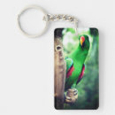 Search for colourful parrot key rings Macaw