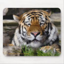 Search for amur mousepads Tiger