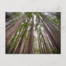 Search for redwood national park postcards Redwoods