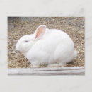 Search for cuddly postcards Animal