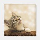 Search for person magnets Cat