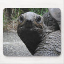 Search for tortoise mousepads Galapagos
