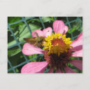 Search for pollinators postcards Garden