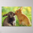 Search for sweet bunny posters Hare