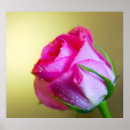 Search for make it rain shower posters Pink
