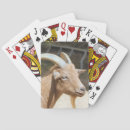 Search for goat playing cards Photography