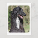 Search for afghans postcards Pet