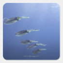 Search for squid stickers Nature