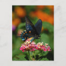 Search for lantana flower postcards Butterfly