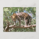Search for stalking postcards Animal
