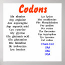 Search for codons Amino acids