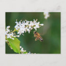 Search for flying bugs postcards Insects