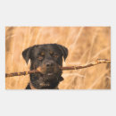 Search for big stick stickers Dog
