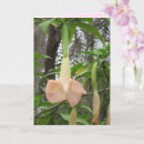 Search for angel trumpets postcards Flowers