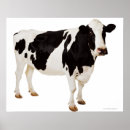 Search for holstein posters Black