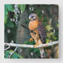 Search for red shouldered hawk Wildlife
