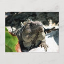 Search for tulum mexico postcards Tropical