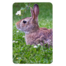 Search for mammals magnets Photography