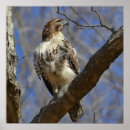 Search for animal totems posters Wildlife