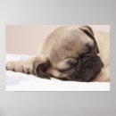 Search for dog napping posters Animal