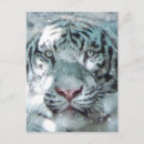Search for snow tiger postcards Tigers