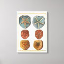 Search for seashells sea shells canvas prints Seashore