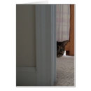 Search for peek Pet