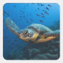 Search for galapagos stickers Pete oxford