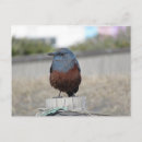 Search for thrush Bird