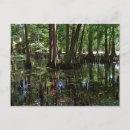 Search for cypress tree Nature