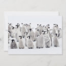 Search for baby chick thank you cards Snow hill island